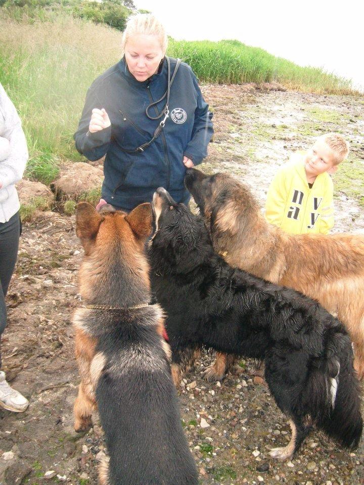 Schæferhund rino billede 13
