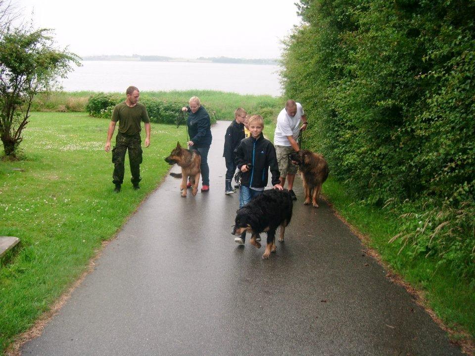 Schæferhund rino billede 14