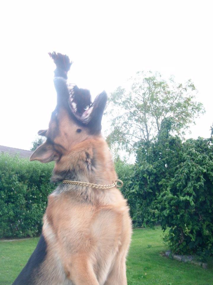 Schæferhund rino billede 15