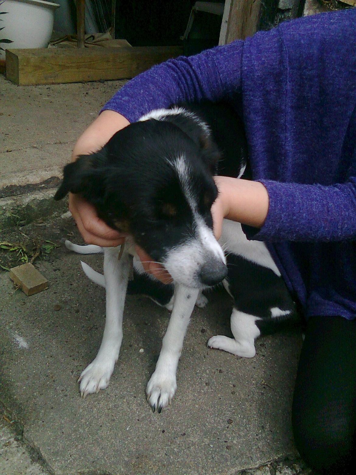 Dansk svensk gaardhund Fie billede 1