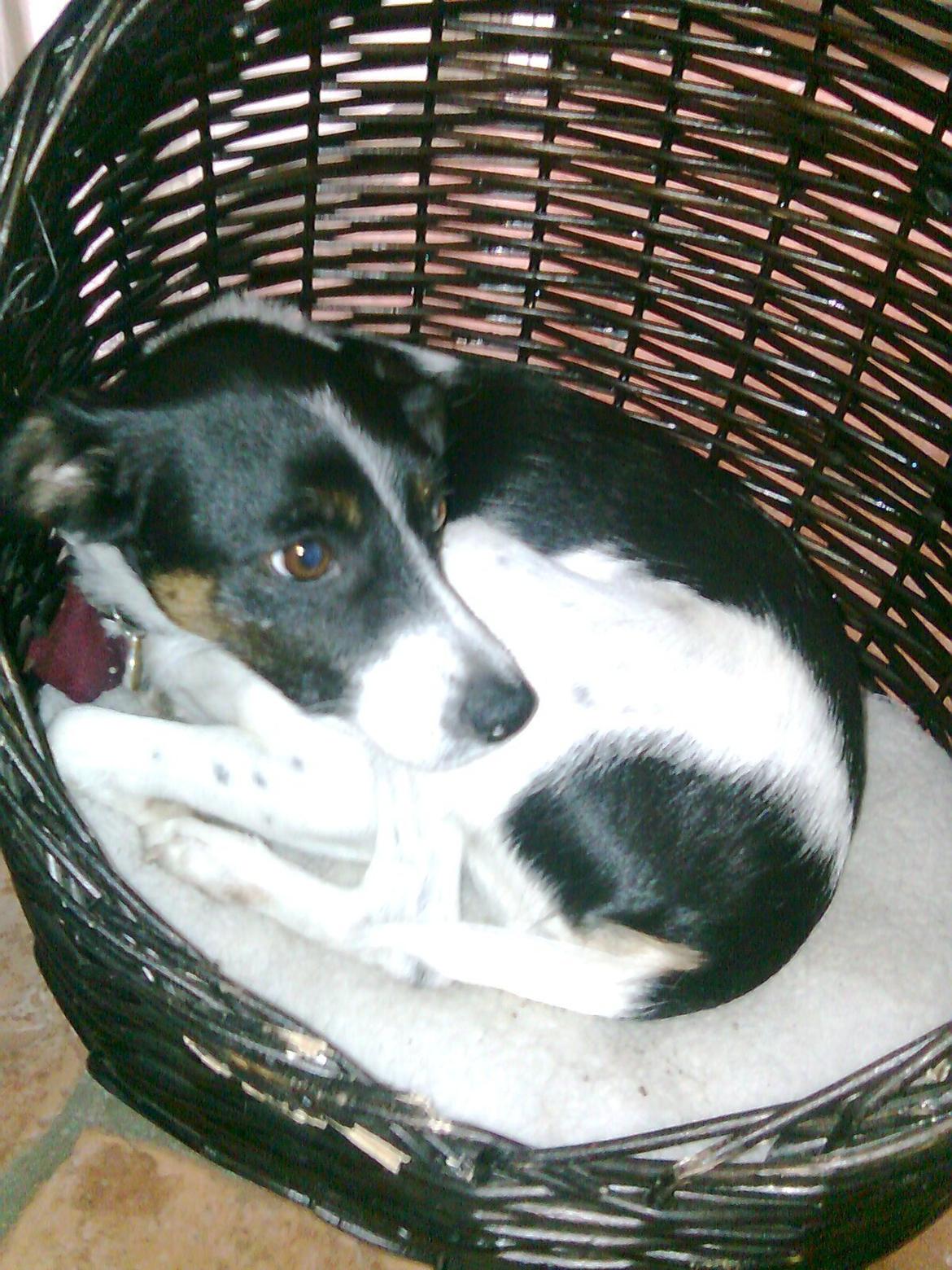 Dansk svensk gaardhund Fie billede 3