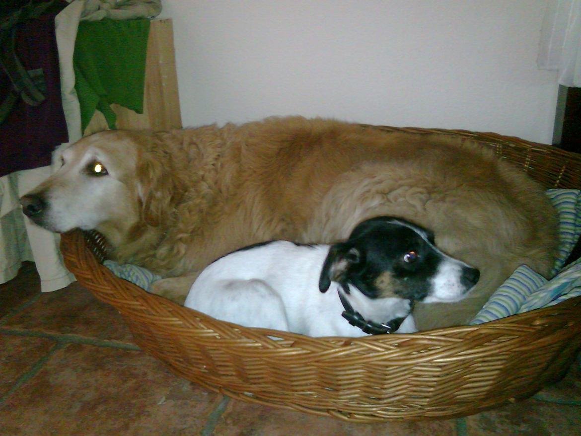 Dansk svensk gaardhund Fie billede 4