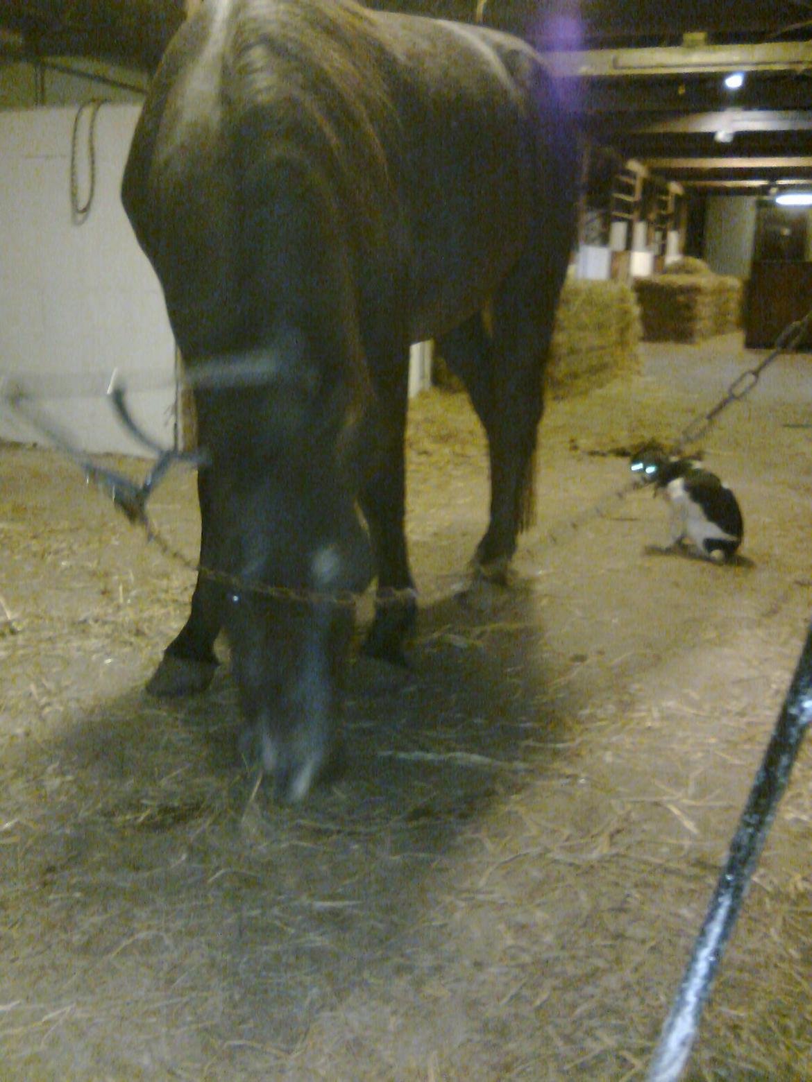 Dansk svensk gaardhund Fie billede 5