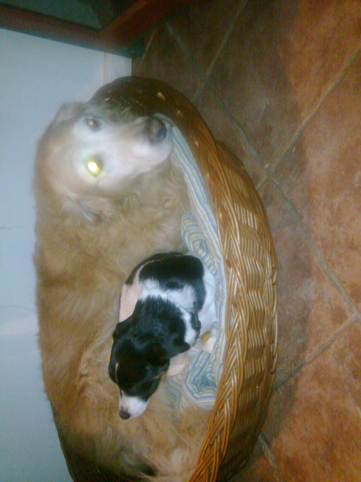 Dansk svensk gaardhund Fie billede 6