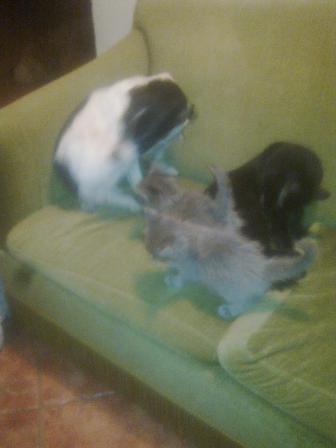 Dansk svensk gaardhund Fie billede 7