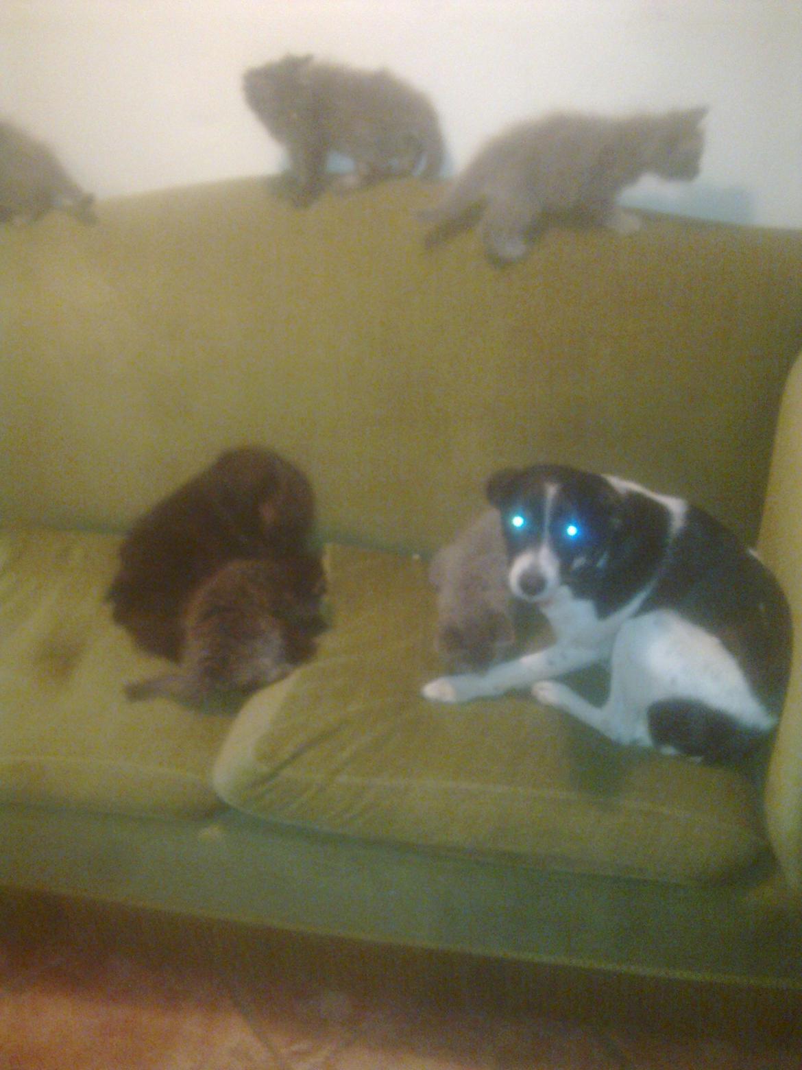 Dansk svensk gaardhund Fie billede 8