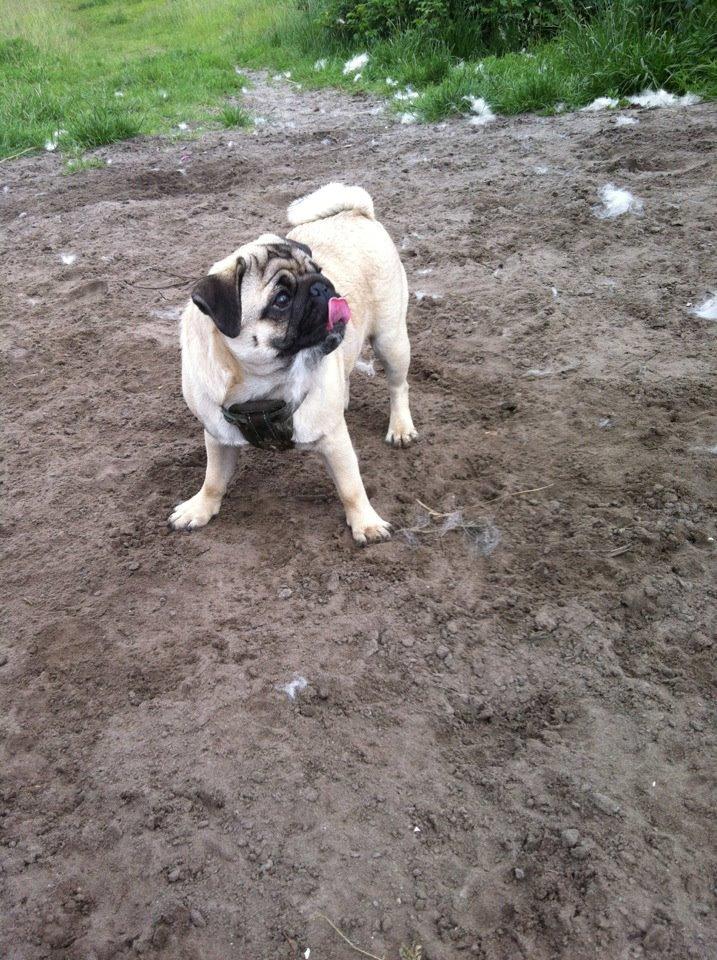 Mops Muffin billede 17