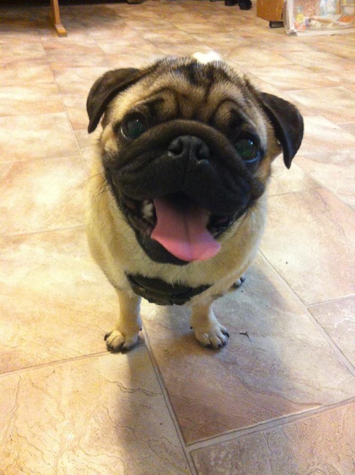 Mops Muffin billede 16