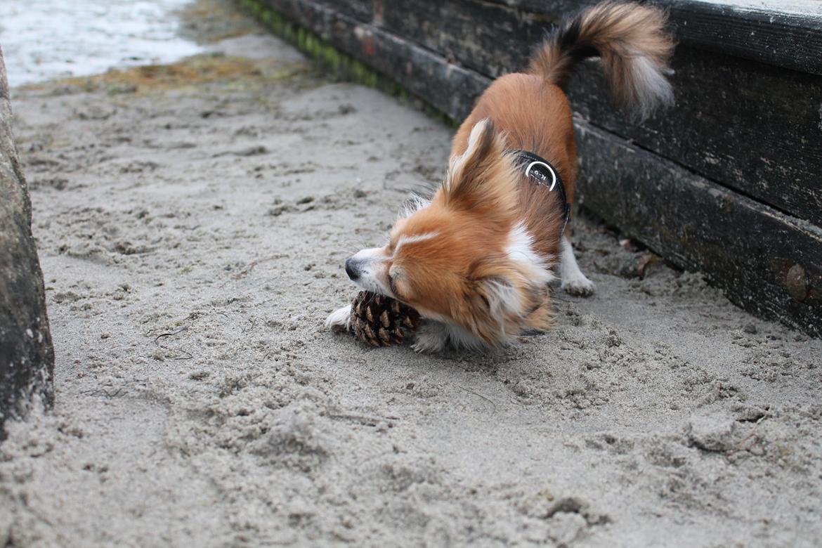 Blanding af racer Eigiel billede 20