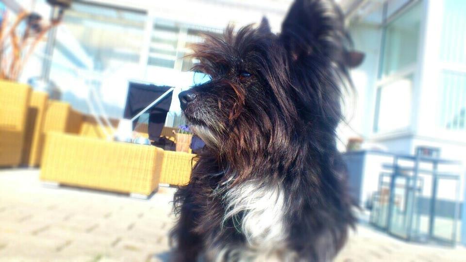 Blanding af racer Balou billede 12