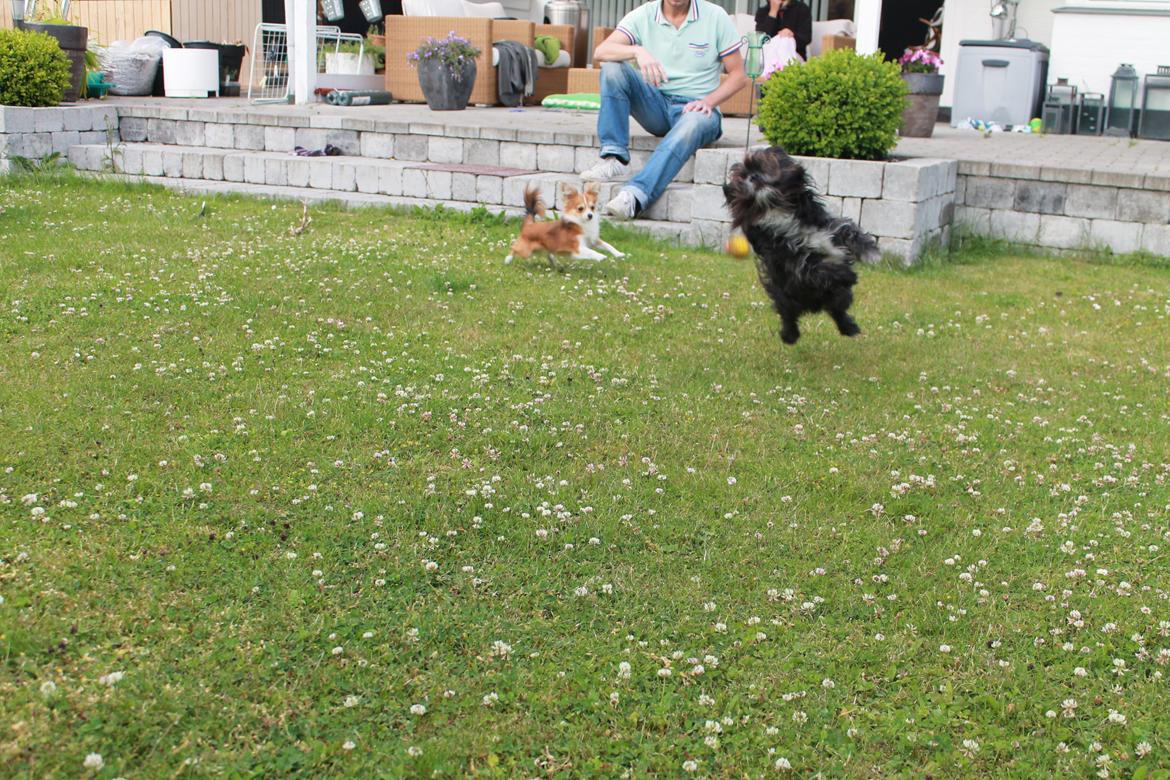 Blanding af racer Balou billede 13