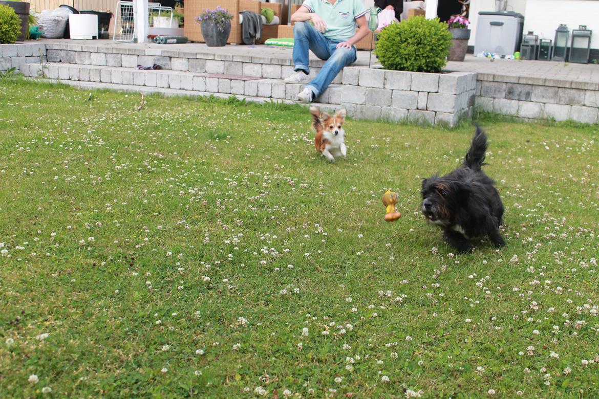 Blanding af racer Balou billede 14