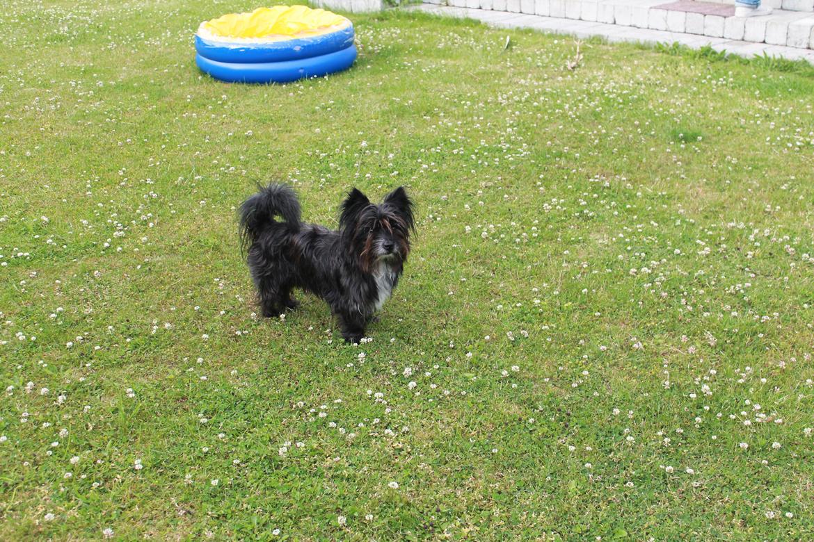 Blanding af racer Balou billede 15