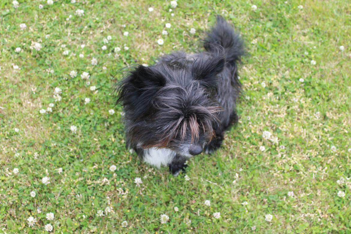 Blanding af racer Balou billede 16