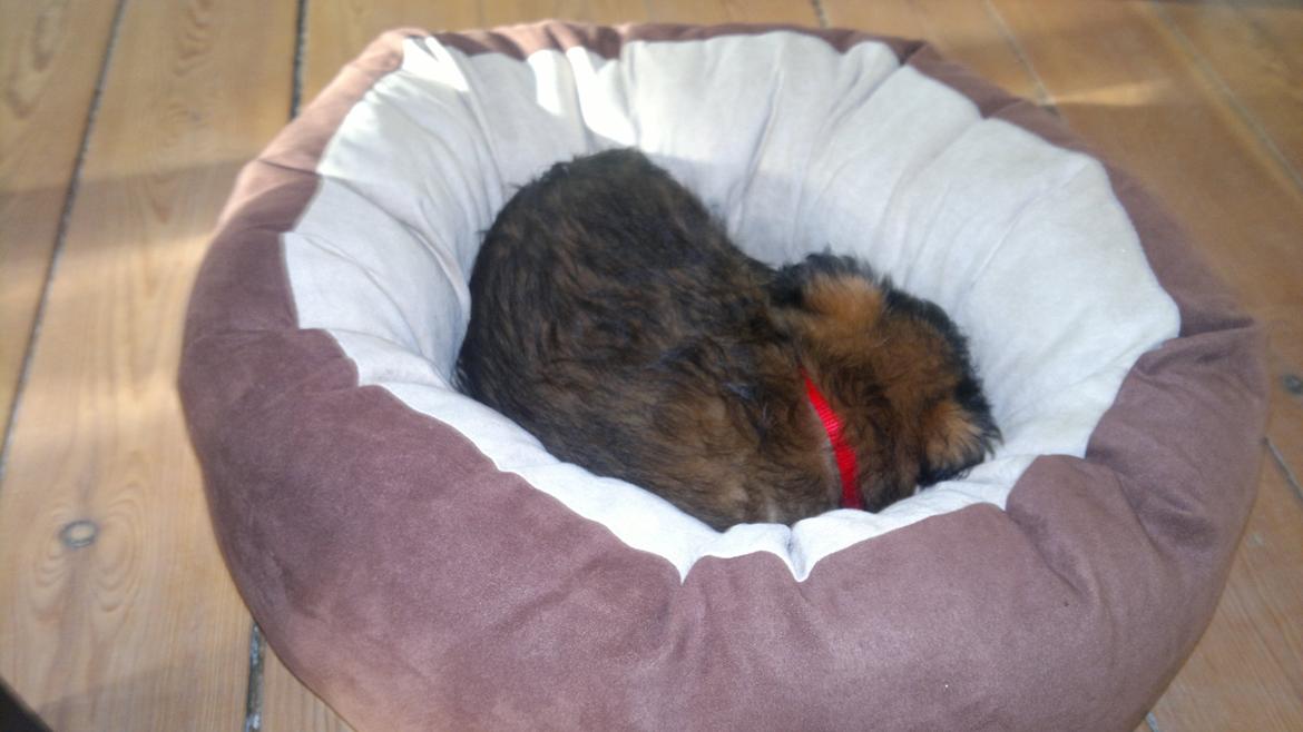 Blanding af racer Julius billede 1