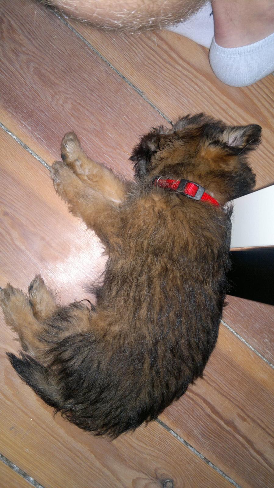 Blanding af racer Julius billede 2