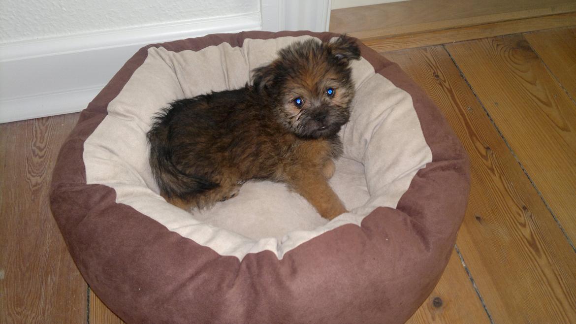 Blanding af racer Julius billede 3