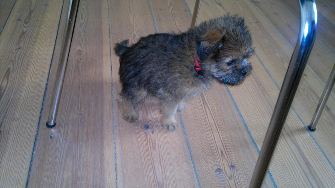 Blanding af racer Julius billede 4