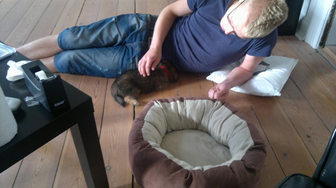 Blanding af racer Julius billede 5