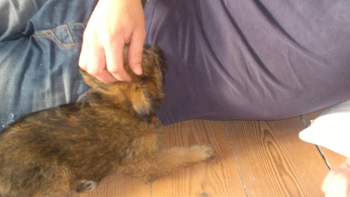 Blanding af racer Julius billede 6