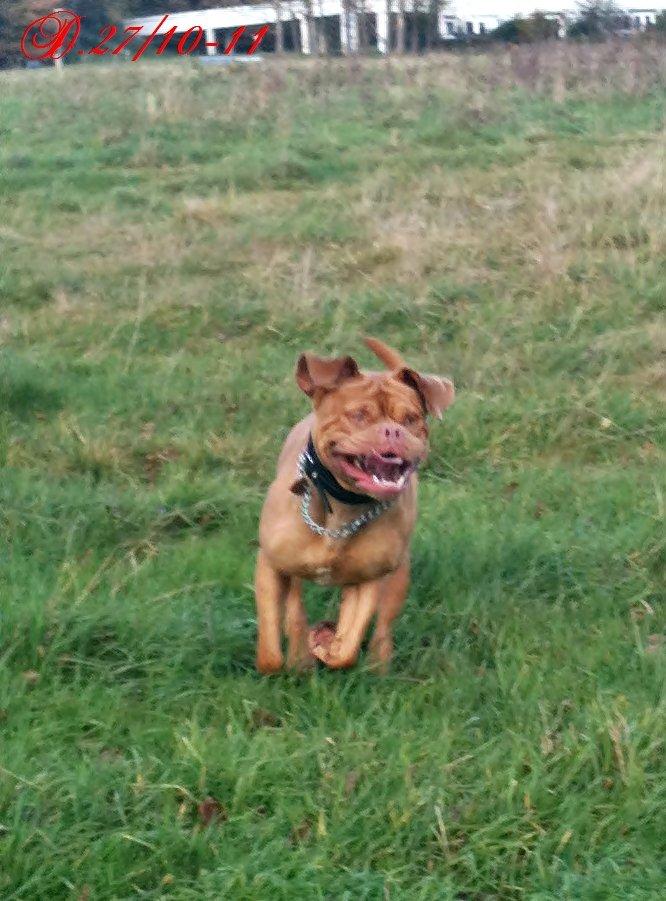 Dogue de bordeaux Emma (Tinke Grandis) - I fuld fart :-p billede 14