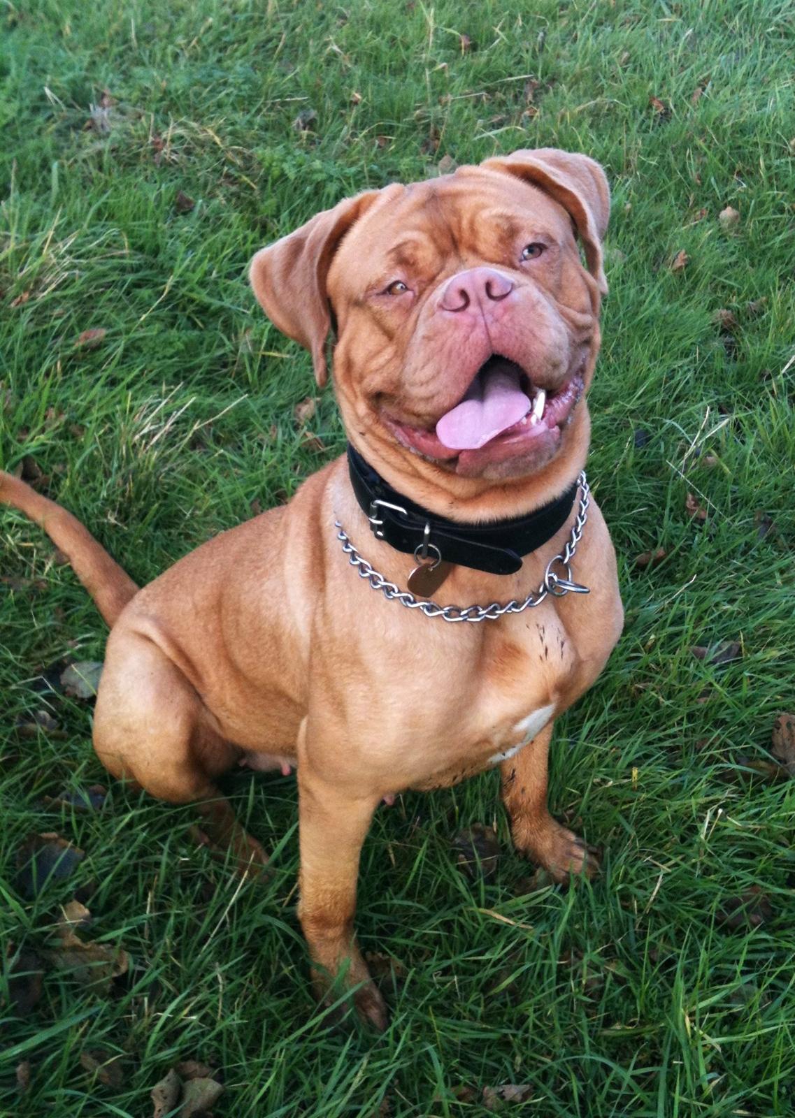 Dogue de bordeaux Emma (Tinke Grandis) billede 13