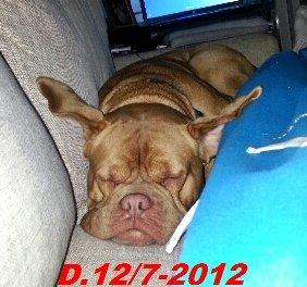 Dogue de bordeaux Emma (Tinke Grandis) - :-P billede 9