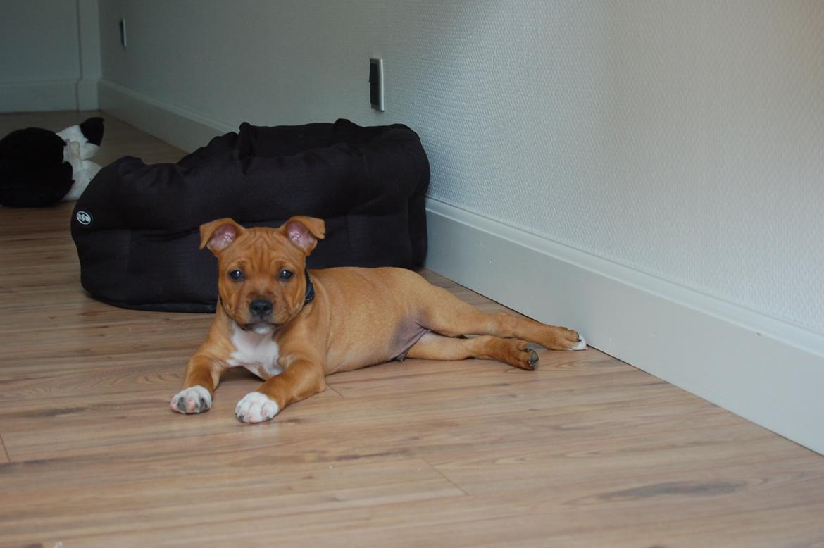 Staffordshire bull terrier Pax - 10 uger billede 17