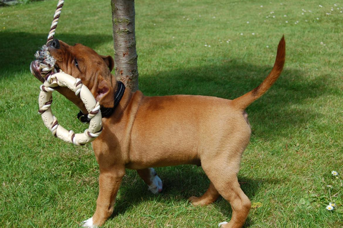 Staffordshire bull terrier Pax - 10 uger billede 15