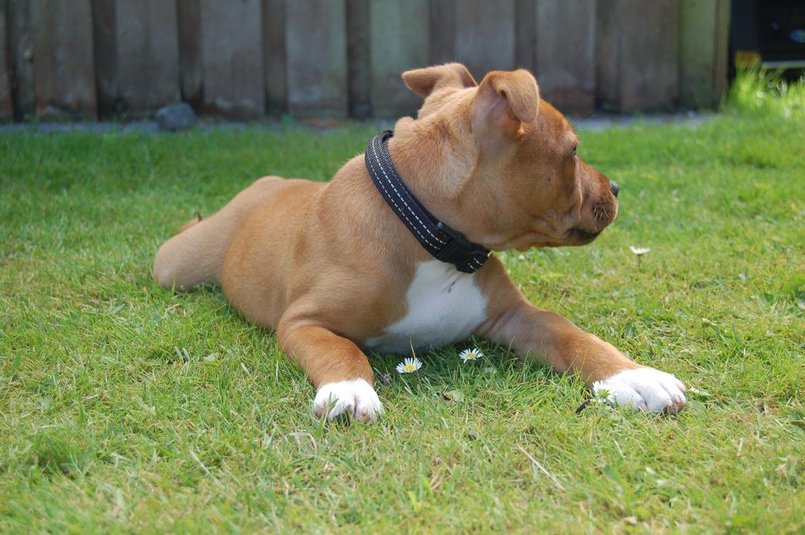 Staffordshire bull terrier Pax - 10 uger billede 16