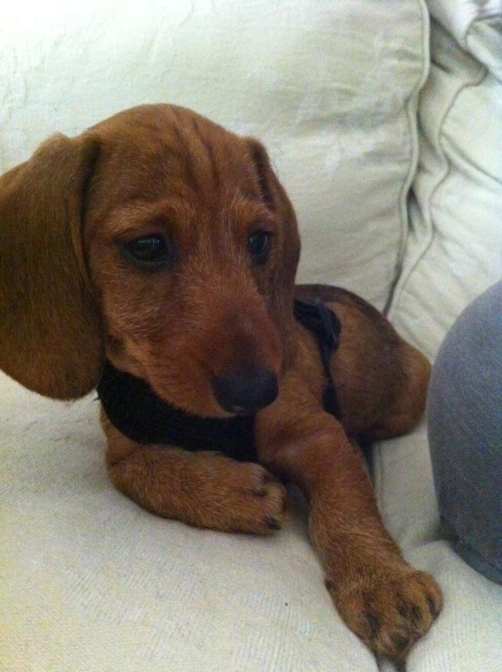 Dværggravhund Linzi billede 1