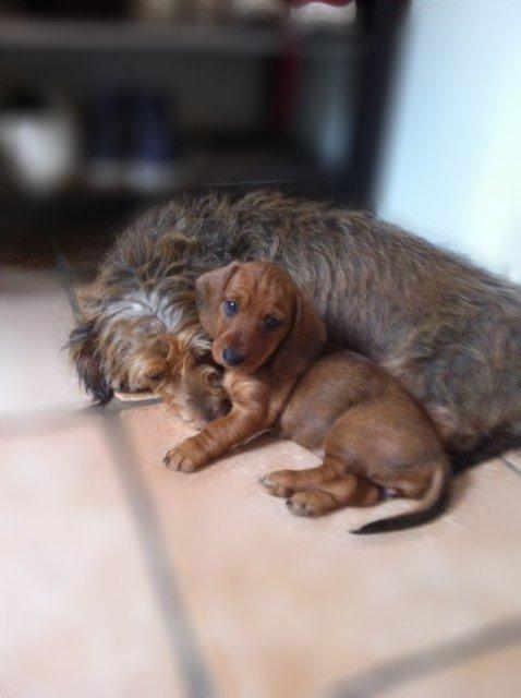 Dværggravhund Linzi billede 6