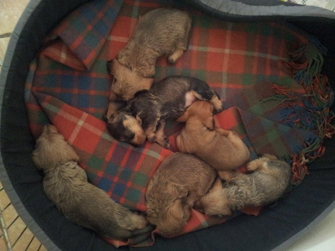 Dværggravhund Linzi billede 7