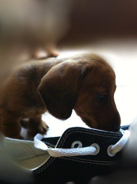 Dværggravhund Linzi billede 9