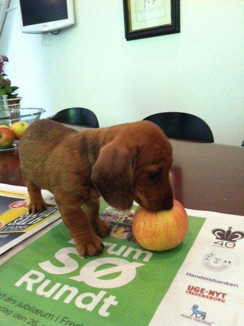 Dværggravhund Linzi billede 10