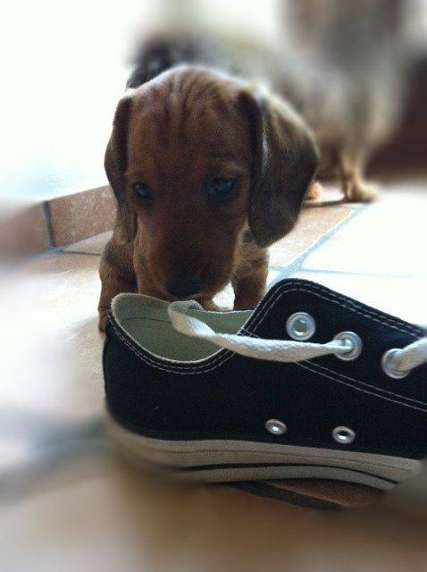 Dværggravhund Linzi billede 8