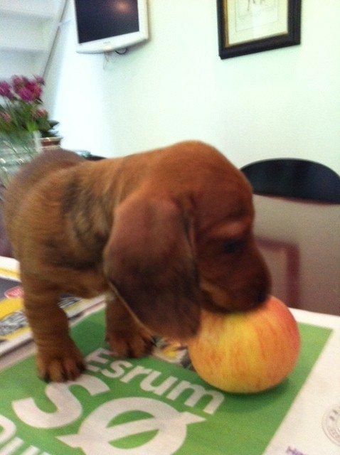 Dværggravhund Linzi billede 11