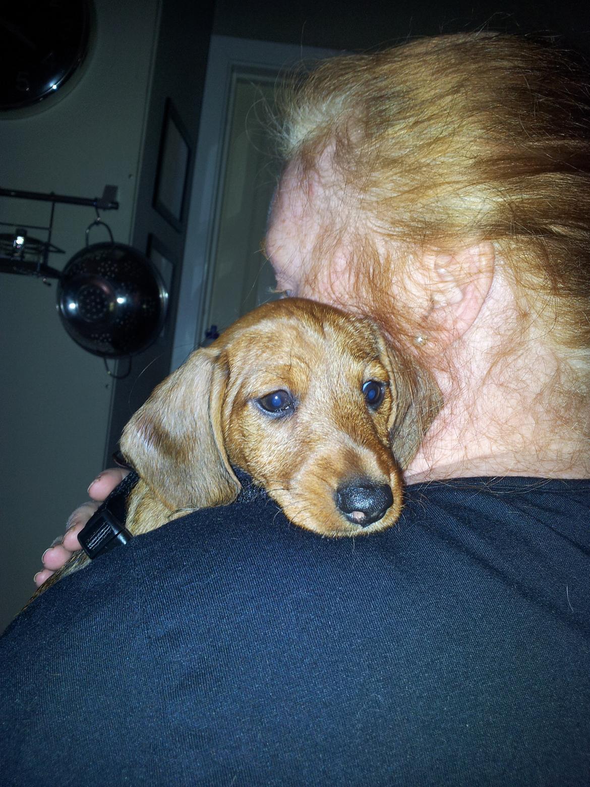 Dværggravhund Linzi billede 4