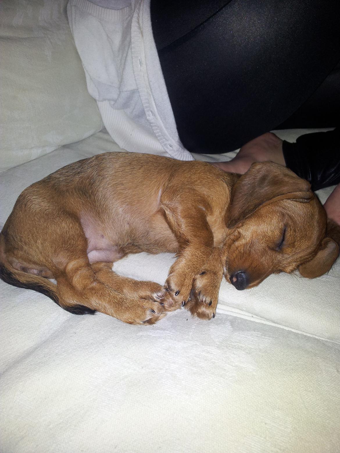 Dværggravhund Linzi billede 2