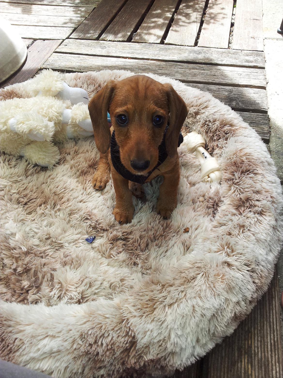 Dværggravhund Linzi billede 5