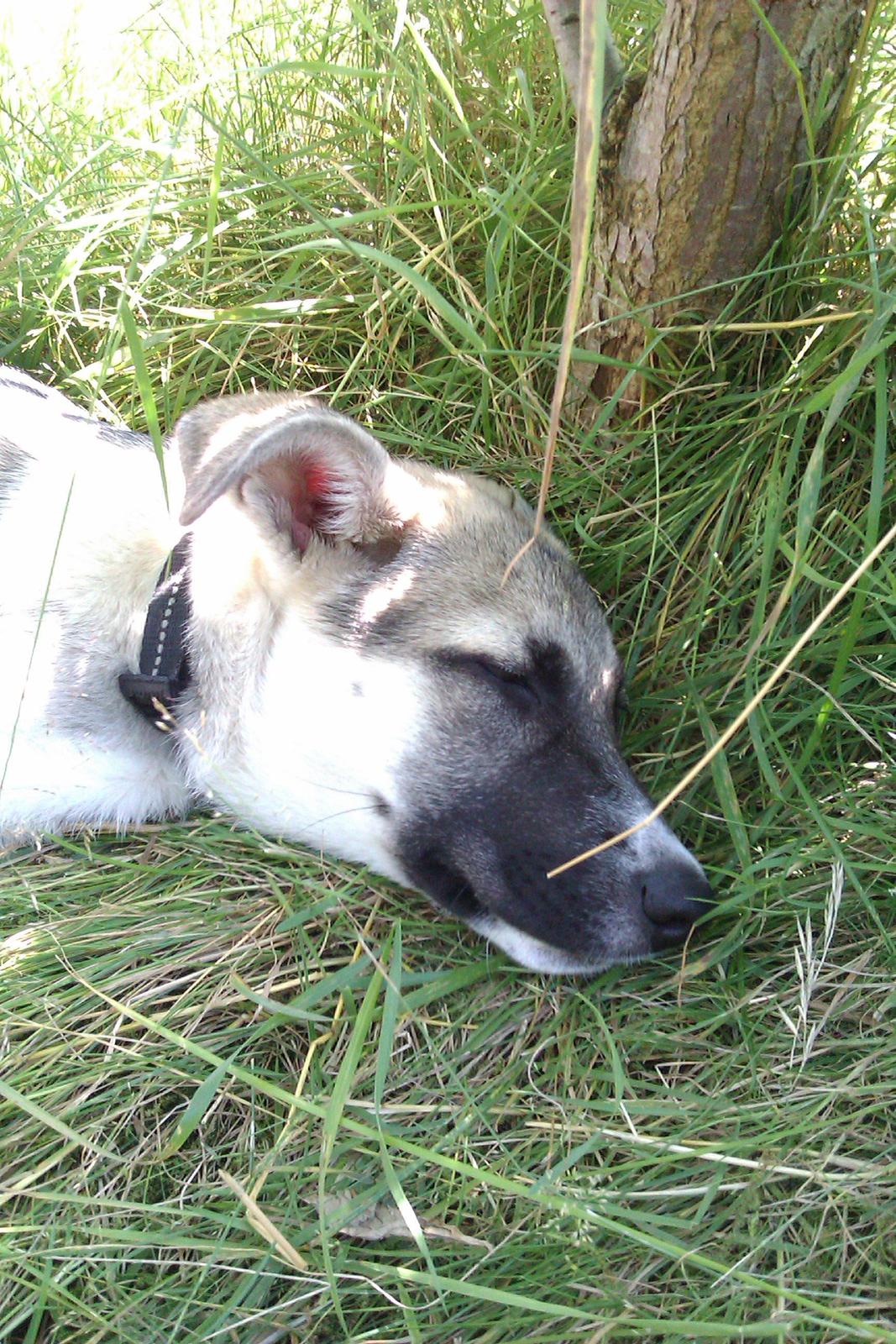 Blanding af racer Sille billede 14