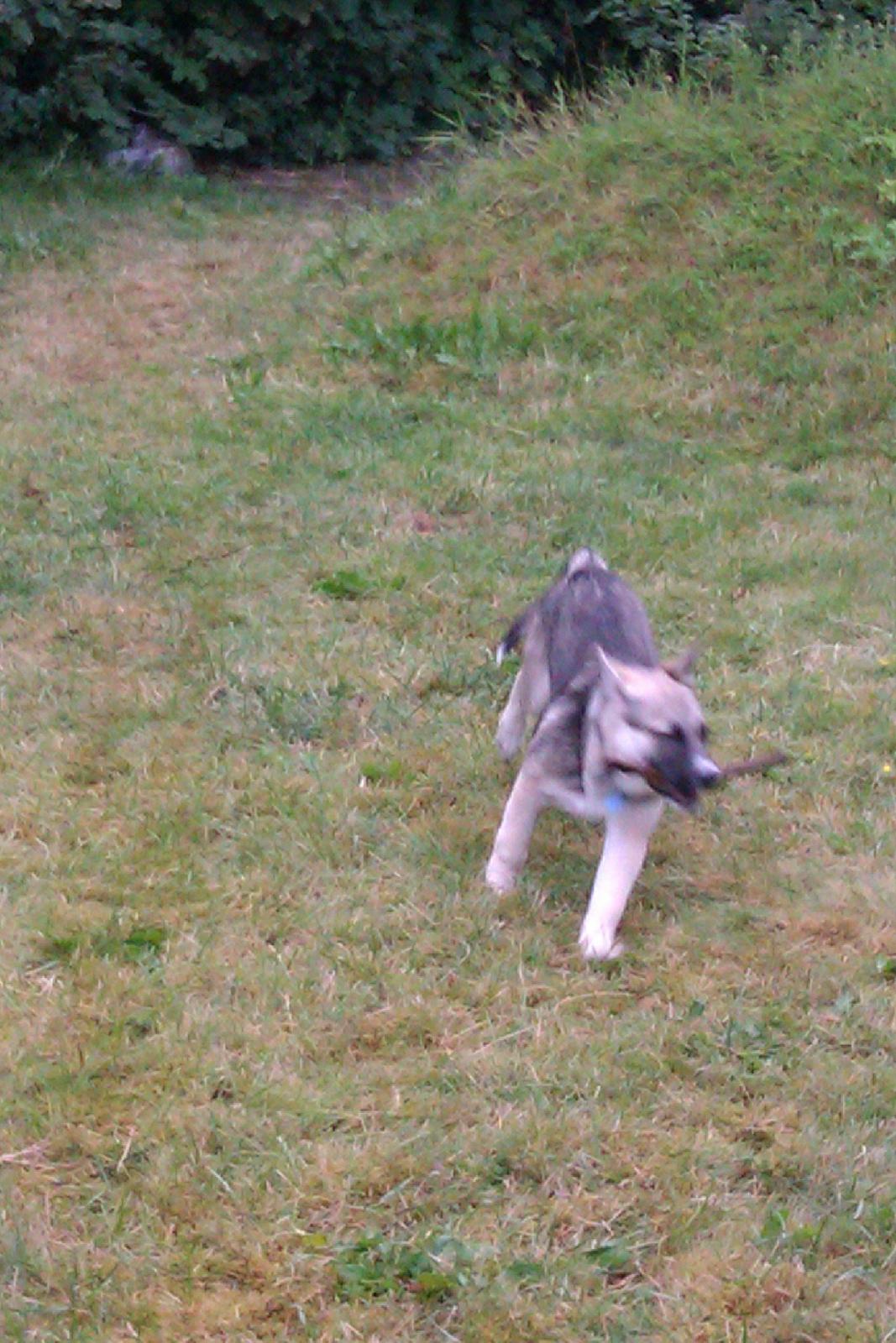 Blanding af racer Sille billede 8