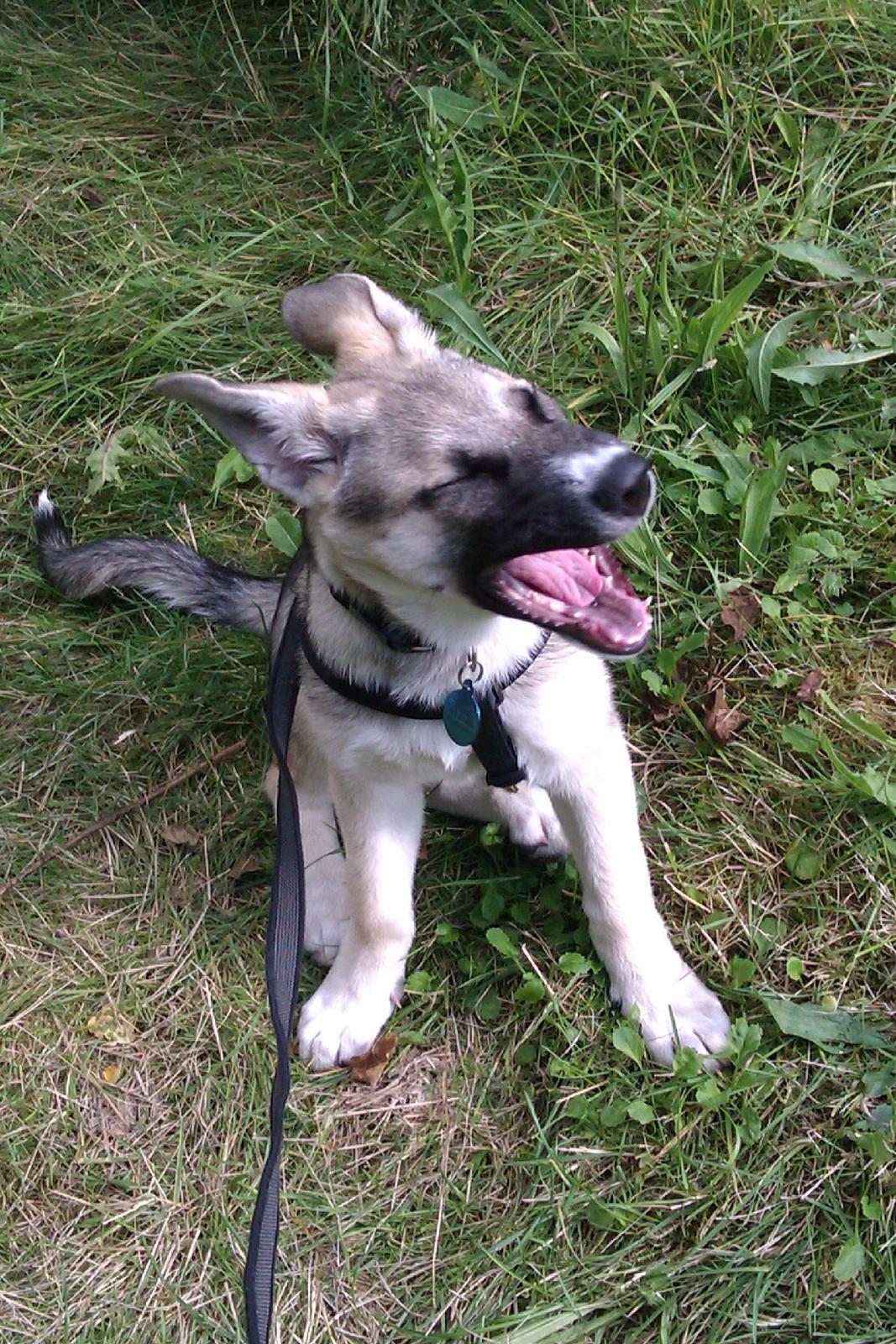 Blanding af racer Sille billede 7