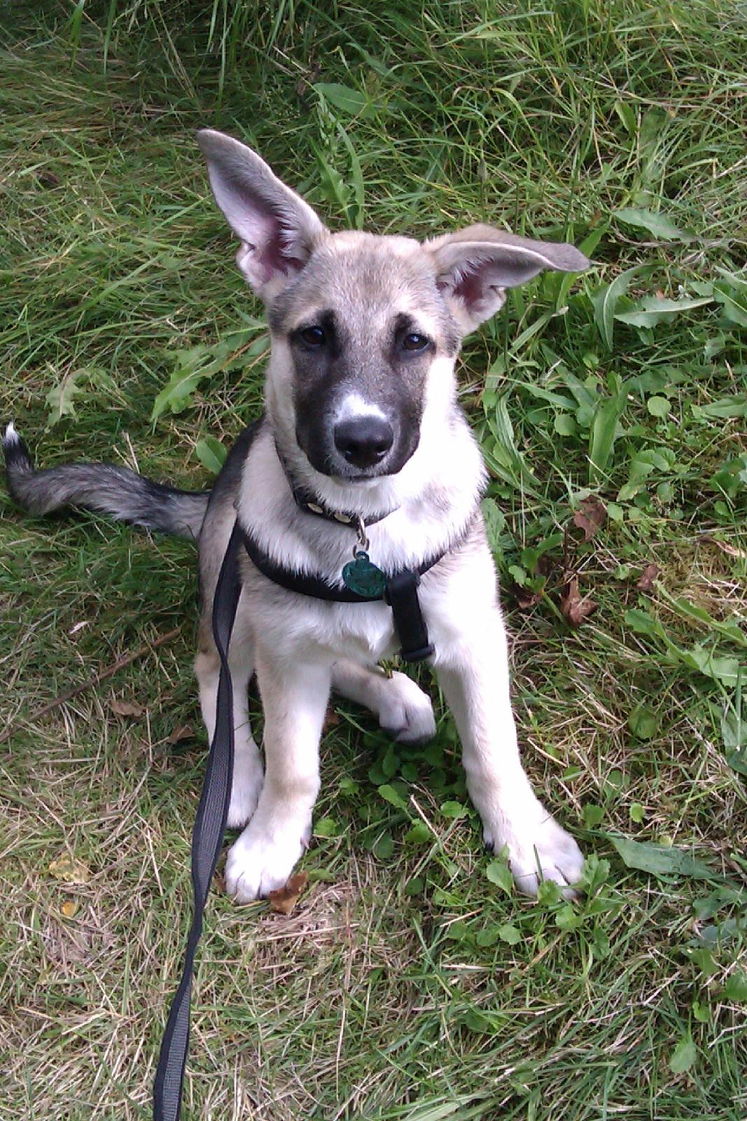 Blanding af racer Sille billede 6