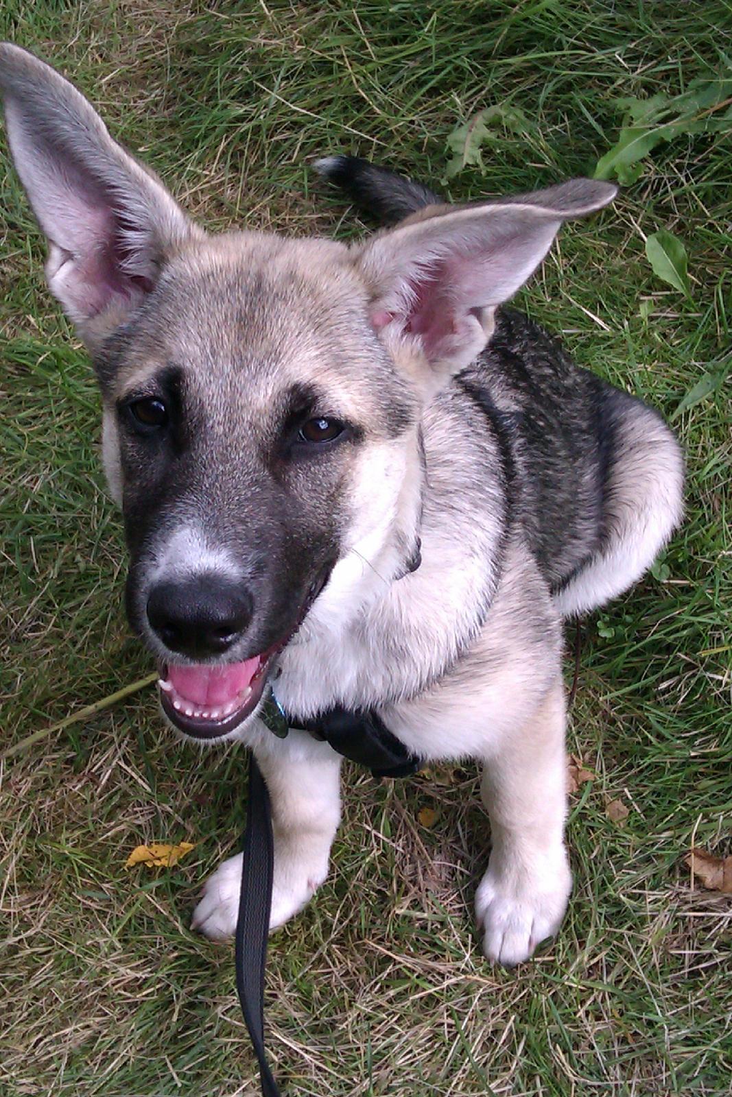 Blanding af racer Sille billede 5