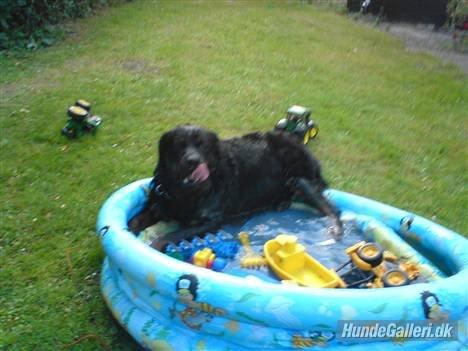 Rottweiler Daone - En rigtig vandhund, hvis bare det er i Gustavs badebassin, så man ikke drukner. :) Haha billede 6