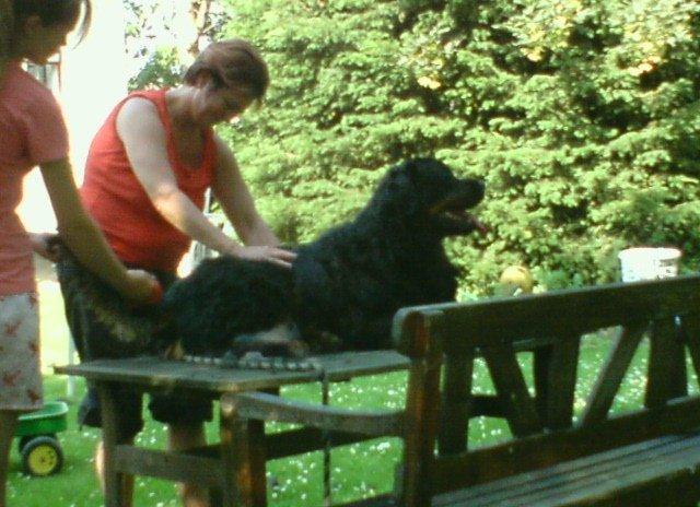 Rottweiler Daone - Massere af pels = Meget strigling (Og Daone nyder det) billede 7