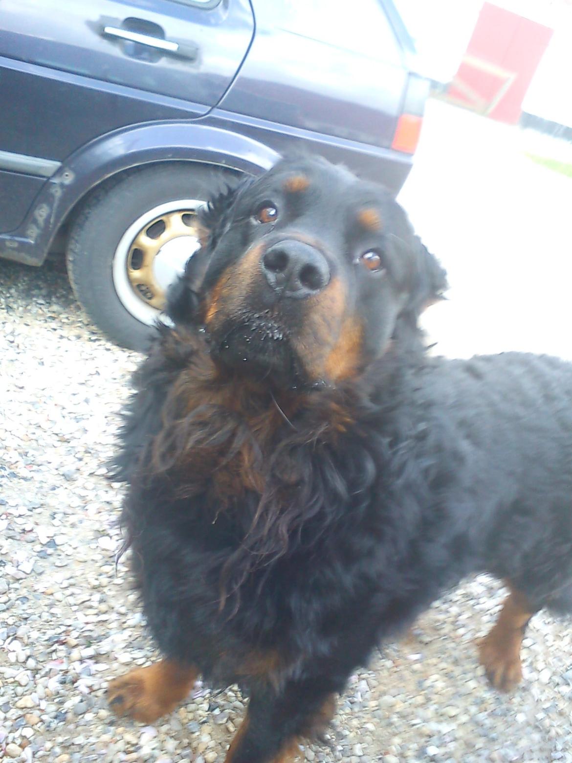 Rottweiler Daone - Like a boss. :)  billede 8