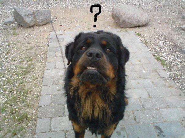Rottweiler Daone - BLANK ! :) Haha billede 9