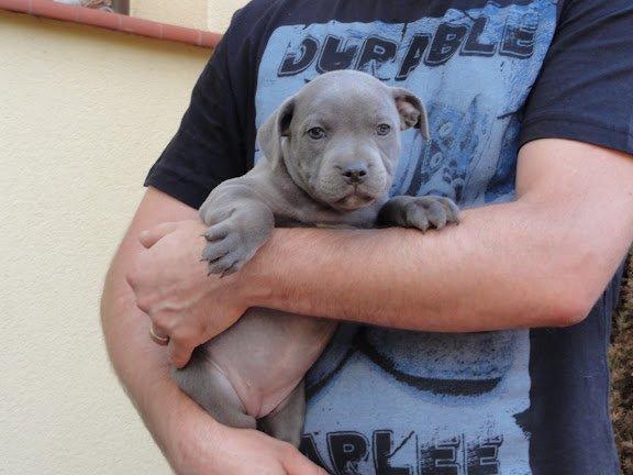 Staffordshire bull terrier Grand Chevy Sama Slodycz billede 19